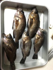 秋冬のメバル釣り 仕掛けの準備できてる おすすめルアーあり ナオッキィのチャリキャンブログ
